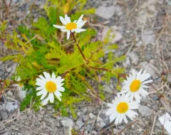 Sea Mayweed thumbnail 4