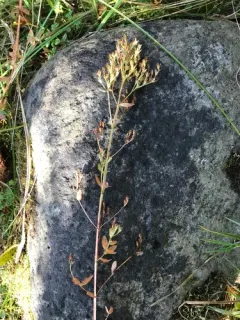 Square Stemmed Saint John's Wort thumbnail 2