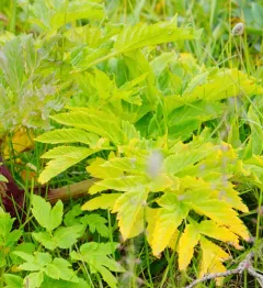 Garden angelica thumbnail 2