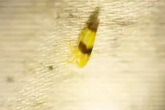 Alebra bicincta thumbnail 1
