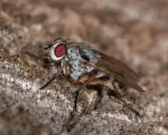 Eustalomyia vittipes thumbnail 1