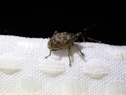 Curculio sulcatulus