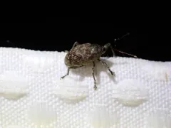 Curculio sulcatulus thumbnail 1