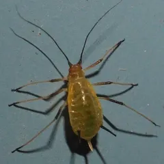 English Grain Aphid thumbnail 4