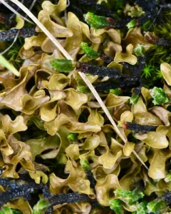Andrejev's Iceland Lichen thumbnail 2