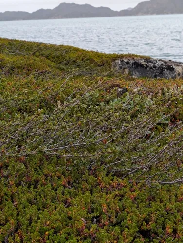 Dwarf Birch