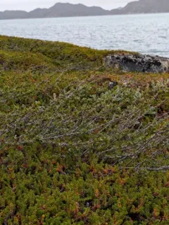 Dwarf Birch thumbnail 1