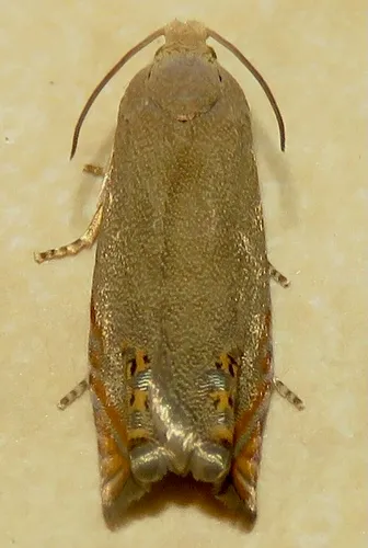 Indigobush Twig Borer