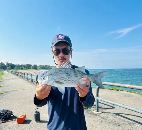 White Bass