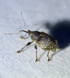 Curculio proboscideus thumbnail 2
