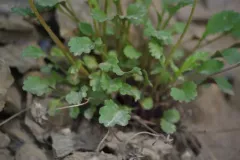 Boreal Groundsel thumbnail 4