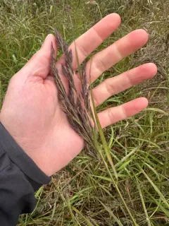 Scandinavian Small-reed thumbnail 2