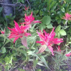 Rhexia-leaved paintbrush thumbnail 2