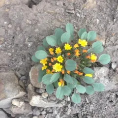 Dwarf Alpine Hawk's-beard thumbnail 2