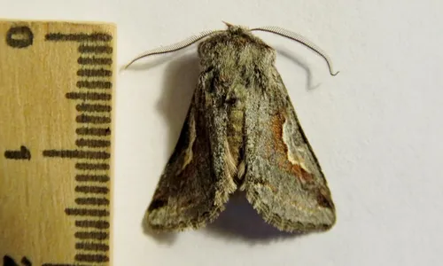 Stretchia prima