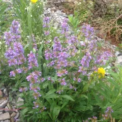 Small-flower Beardtongue thumbnail 2