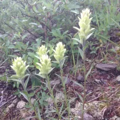 northern paintbrush thumbnail 2