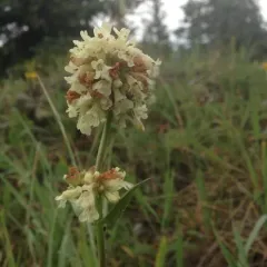 Yellow Beardtongue thumbnail 2