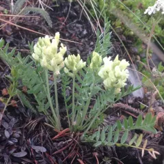 field locoweed thumbnail 4
