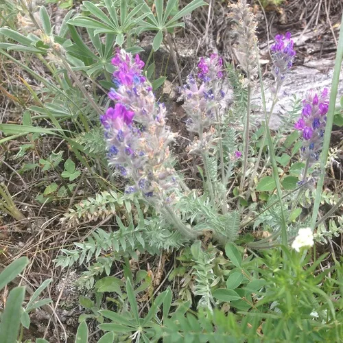 Showy Locoweed