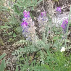 Showy Locoweed thumbnail 1