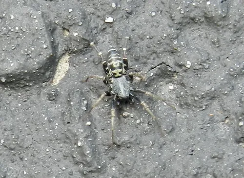 Variegated Ant-mimic Sac Spider
