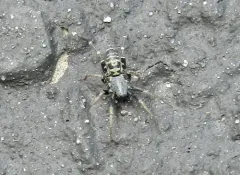 Variegated Ant-mimic Sac Spider thumbnail 1