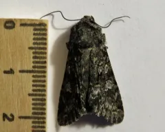 Papestra invalida thumbnail 3