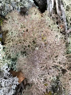 False Reindeer Lichen thumbnail 3