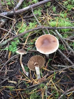 Cortinarius comptulus thumbnail 4