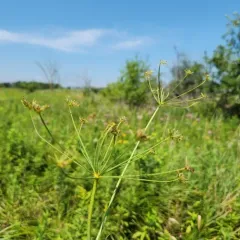 stiff cowbane thumbnail 2
