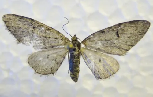 Eupithecia pseudotsugata