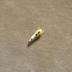 Eight-spotted Leafhopper thumbnail 3