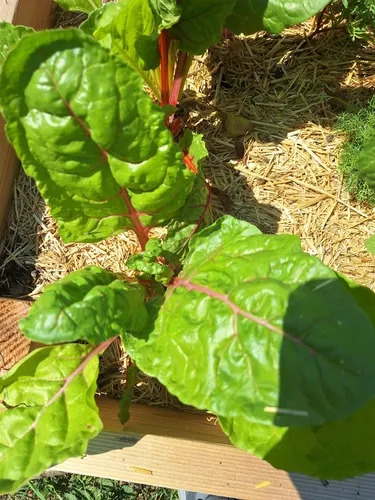 Beet