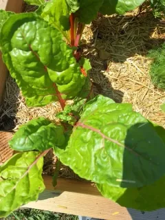 Beet thumbnail 1