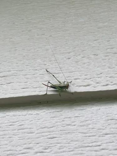 Long-spurred Meadow Katydid