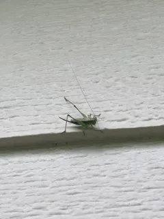 Long-spurred Meadow Katydid thumbnail 1