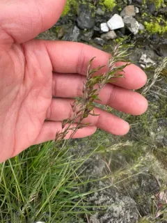 Viviparous Sheep's-fescue thumbnail 2