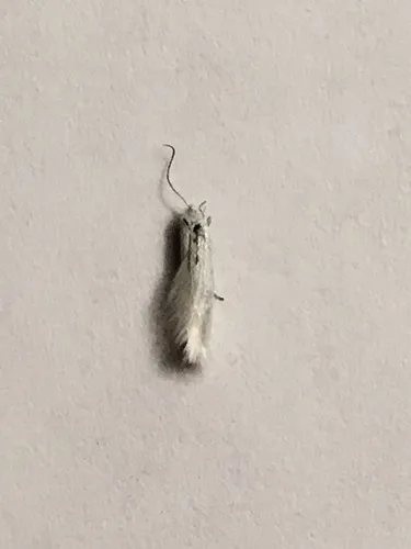 Elachista lamina