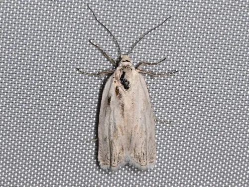 Pelochrista agricolana