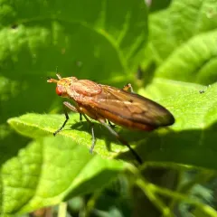 Tetanocera plebeja thumbnail 2