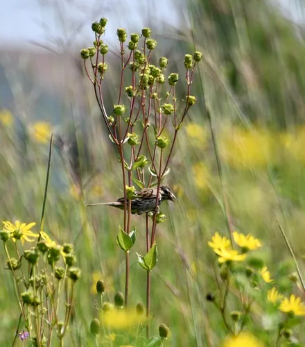 Henslow's Sparrow