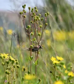 Henslow's Sparrow thumbnail 1