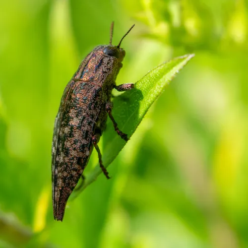 Dicerca pugionata