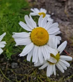 Sea Mayweed thumbnail 3
