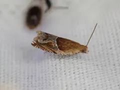 Strawberry Leafroller Moth thumbnail 2