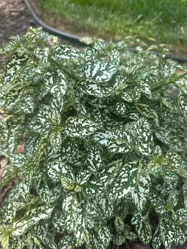 Polka Dot Plant
