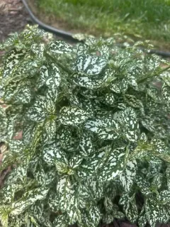 Polka Dot Plant thumbnail 1