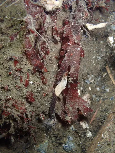 Stenogramma interruptum