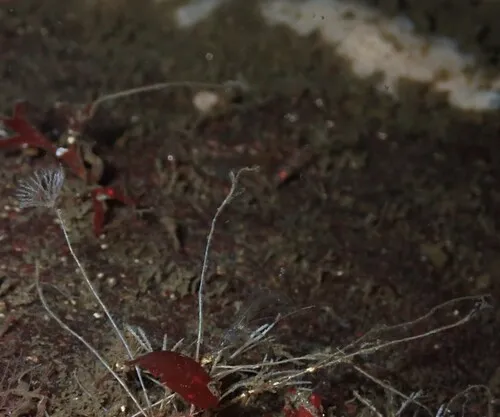 Caulibugula californica
